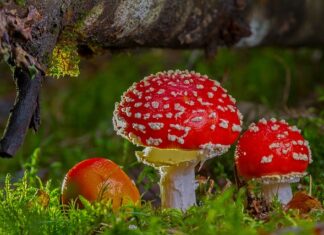 Co zrobić aby media społecznościowe były wolne od toksycznych treści?