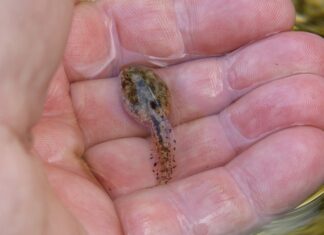 Po co aklimatyzacja? Po co aklimatyzacja?