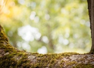 Co to jest zdolność adaptacji? Co to jest zdolność adaptacji?