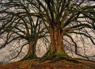 Komu przysługuje podwójną ulga podatkowa?