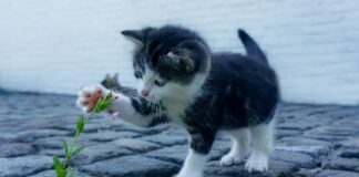 Jak zrobić ładny post?