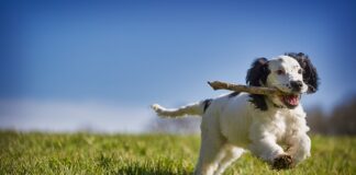 Czy można odzyskać zaległe 500?