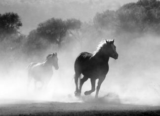 Jak usunąć pył z klocków hamulcowych?