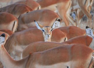 Co ile trzeba wymieniać wahacze?