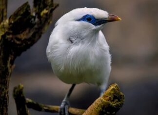 Jaki jest najrzadszy samochód na świecie? Jaki jest najrzadszy samochód na świecie?