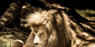 Z czego jest wykonany bęben hamulcowy?