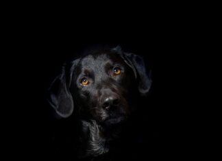 Jak jeździć hybryda Lexus? Jak jeździć hybryda Lexus?